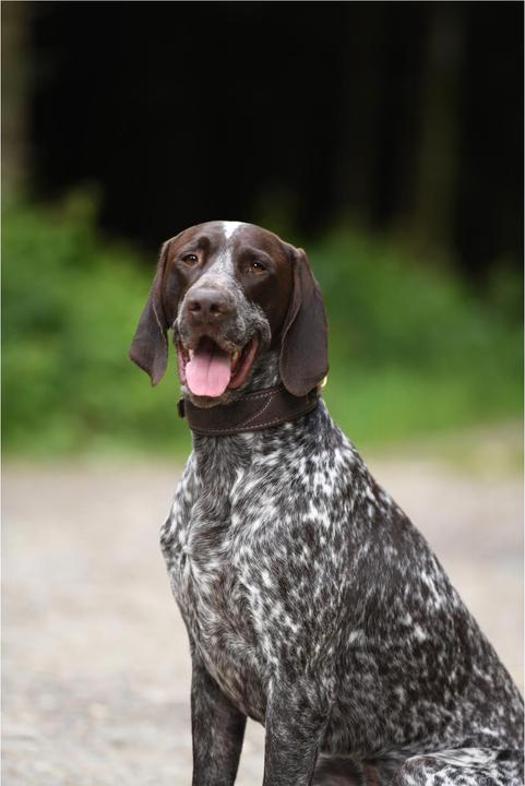 Produktbild Niggeloh Halsung Classic Loden (S, Hund, Allgemein)