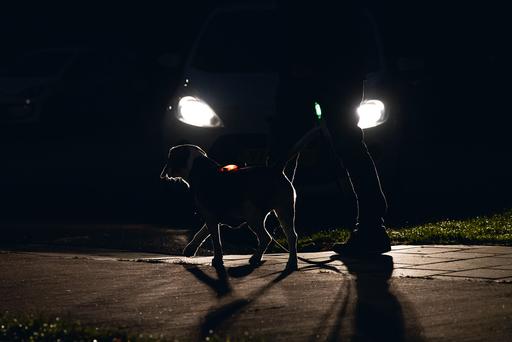 Immagine prodotto Beeztees Imbracatura di sicurezza a Y (Cane, Generale)