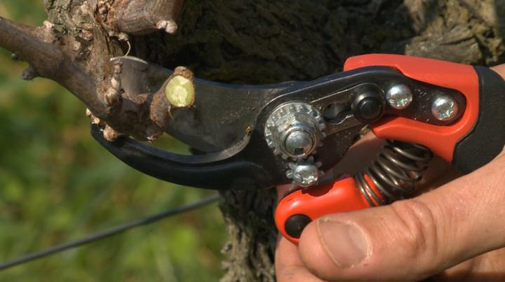Immagine prodotto Bahco Forbici Ergo A Battuta Con Manico Fisso. Cappuccio Di Taglio. 1. Medio