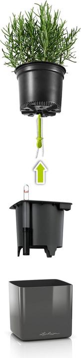 Immagine prodotto Lechuza Green Wall Home Kit (15 cm)