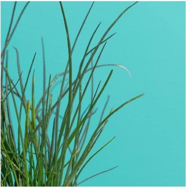Actual product image Prêt à Pousser Chives (Herb seeds)
