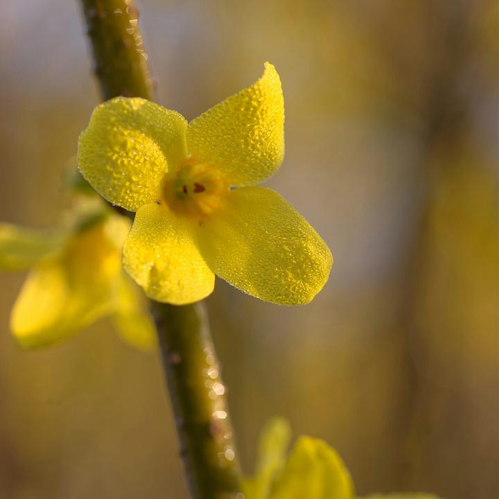 Immagine prodotto Plant in a Box Forsythia intermedia 'Minigold' - Set di 4 Forsythia (25 cm)