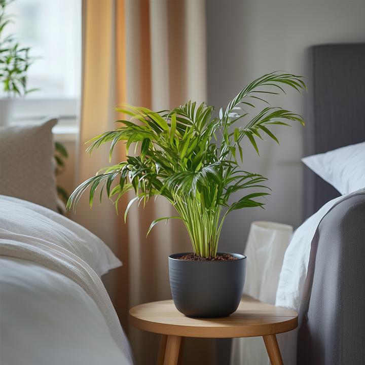 Immagine prodotto Plant in a Box Dypsis Lutescens - Set di 4 palme da frutta Areca Gold (30 cm)