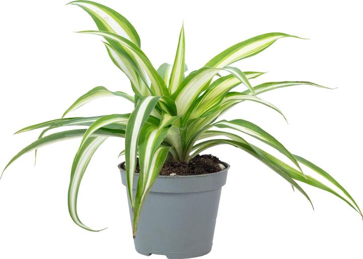 Immagine prodotto Flowerbox Giglio verde - Chlorophytum Comosum Variegata (15 cm)