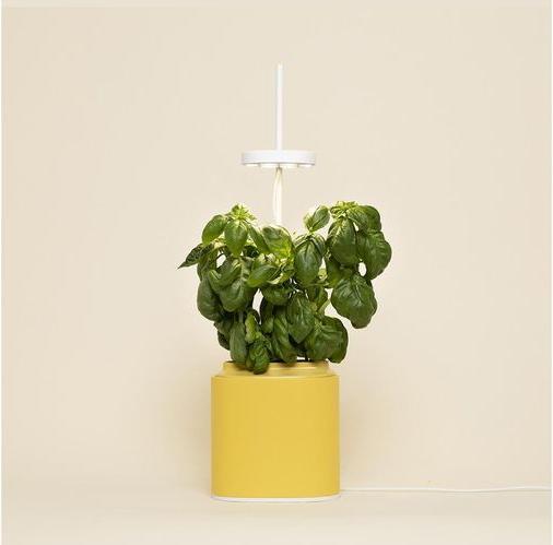 Actual product image Prêt à Pousser Herb Pot Nano, Mimosa Yellow (13.50 cm)