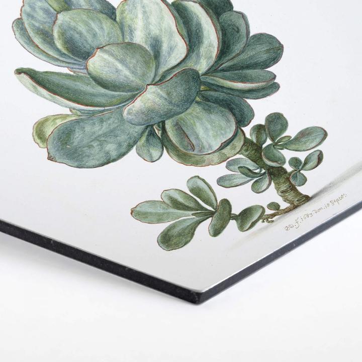 Actual product image Trenddeko Succulent (25 x 22 cm)