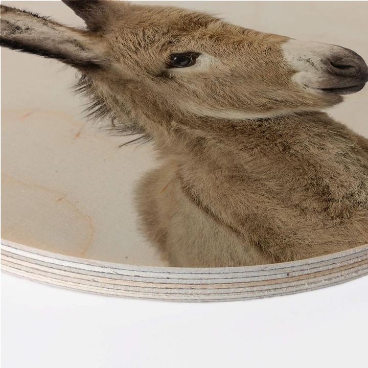 Produktbild Trenddeko Baby Esel (Ø 30 cm)