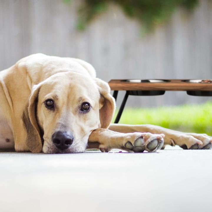 Actual product image Relaxdays Pet bowls