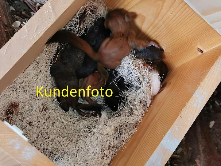 Produktbild Arbrikadrex Eichhörnchenfutterhaus