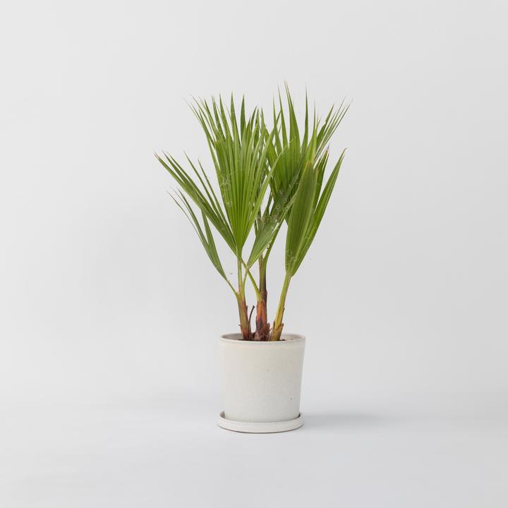 Actual product image Plant in a Box Washingtonia Robusta - Mexican fan palm (50 cm)