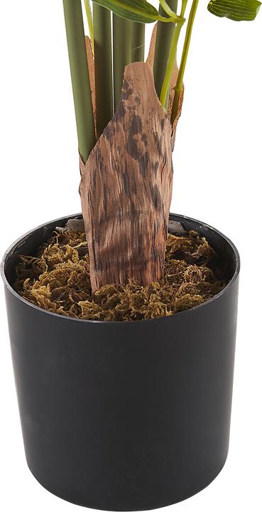 Produktbild Beliani Bambusa Vulgaris (160 cm)