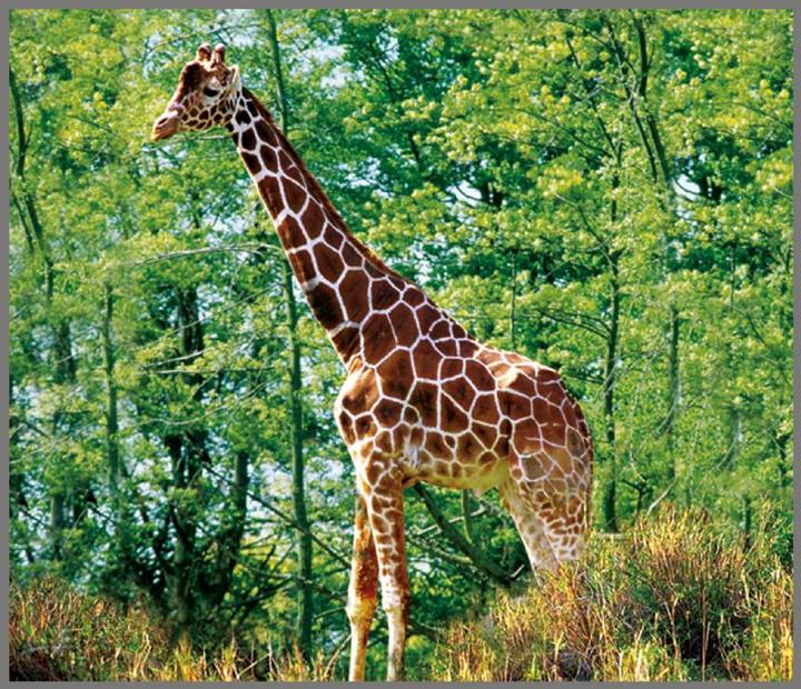 Immagine prodotto Brainstorm Torcia per animali e proiettore (Tedesco, Francese, Italiano, Inglese)