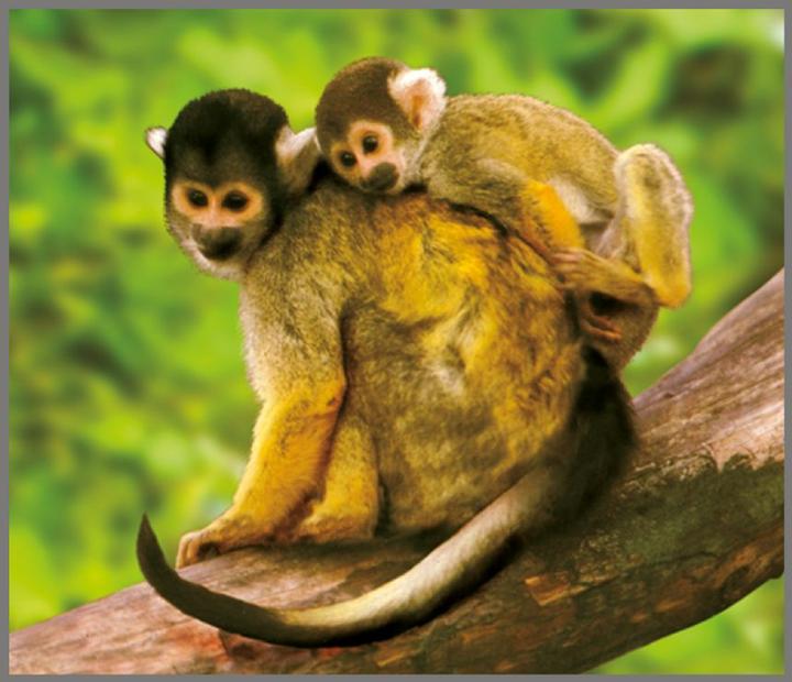 Immagine prodotto Brainstorm Torcia per animali e proiettore (Tedesco, Francese, Italiano, Inglese)