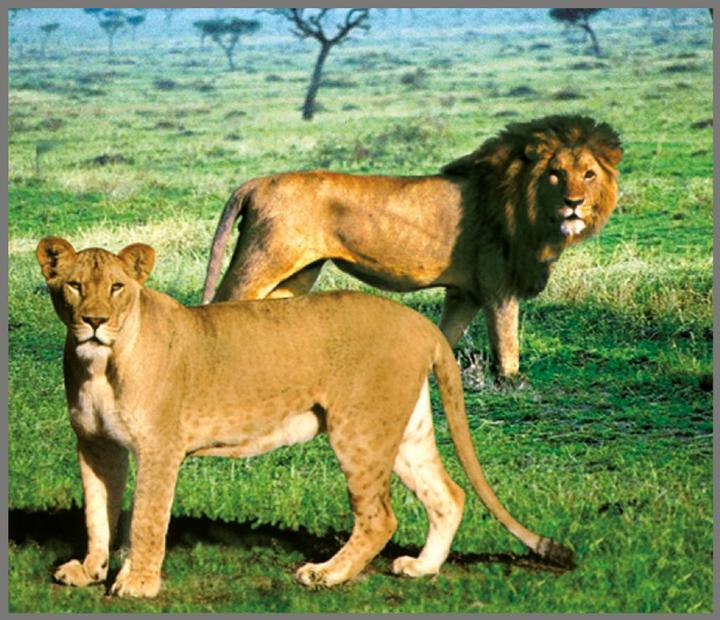 Immagine prodotto Brainstorm Torcia per animali e proiettore (Tedesco, Francese, Italiano, Inglese)