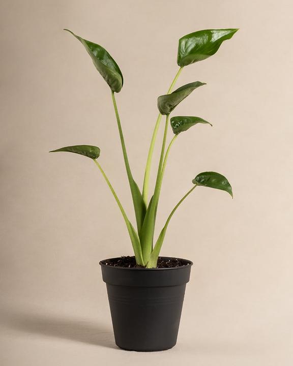 Produktbild feey Alocasia 'Tiny Dancer' (40 cm, Frisch umgetopft)