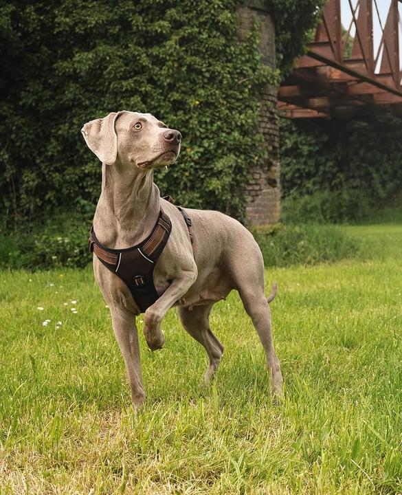 Actual product image Ionto Gepolstertes Hundegeschirr (L, Dog)
