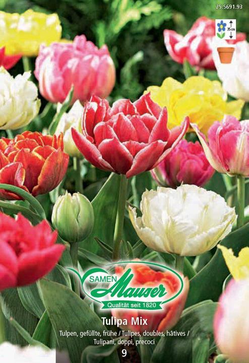Immagine prodotto Samen Mauser Tulipa Mix (Pianta bulbosa)