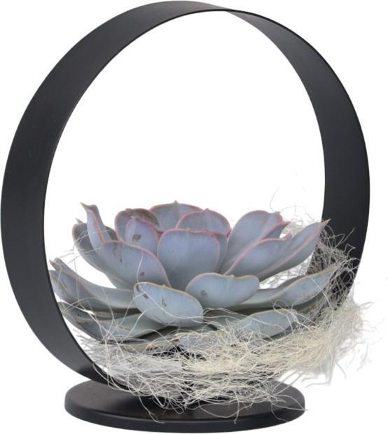 Actual product image Plant in a Box Echeveria Lilacina - Metal Ring (20 cm)