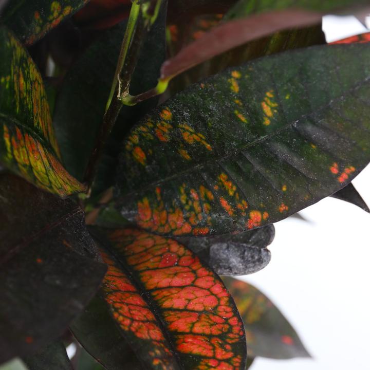 Actual product image Plant in a Box Codiaeum variegatum 'Mrs. Iceton' - Croton (60 cm)