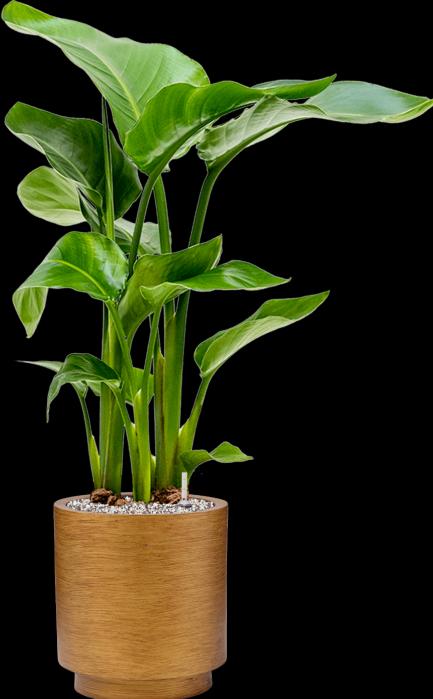 Produktbild Mahaloplants Strelitzia nicolai (65 cm)