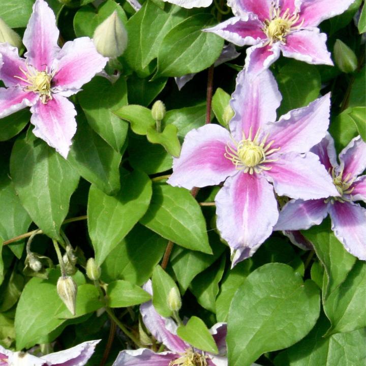 Produktbild Plant in a Box Clematis 'Hagley Hybrid' - 3er Set Klematis (25 cm)