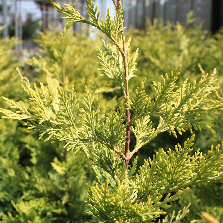 Produktbild Zulauf Leylands Zypresse / Cupressocyp. leylandii 'Gold Rider' (100 cm)