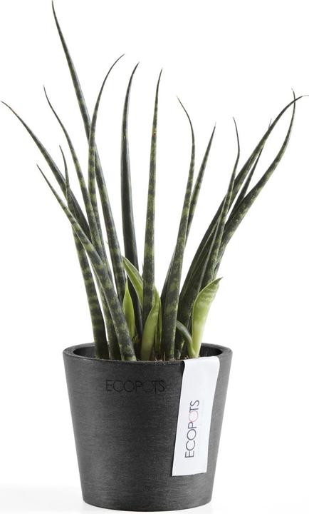 Actual product image Ecopots Amsterdam Mini (8 cm)
