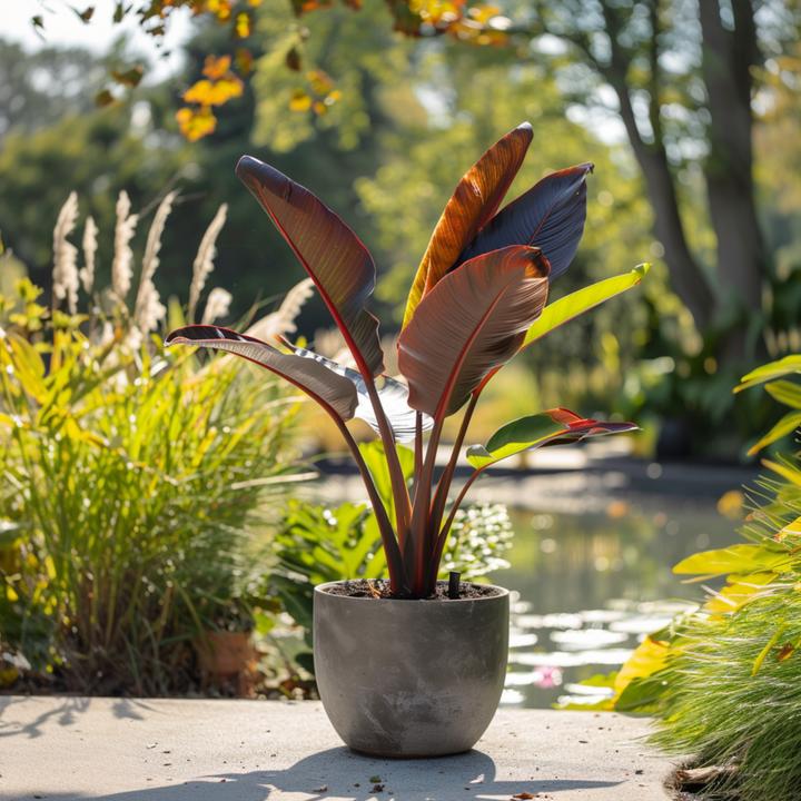 Produktbild Plant in a Box Ensete ventricosum - Bananenpflanzen (55 cm)