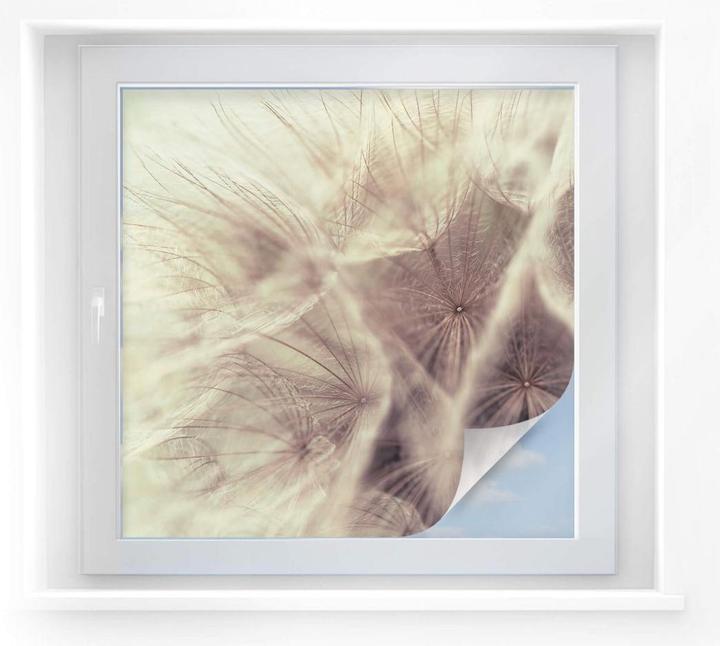 Produktbild Trenddeko Pusteblume Close up (120 x 120 cm)
