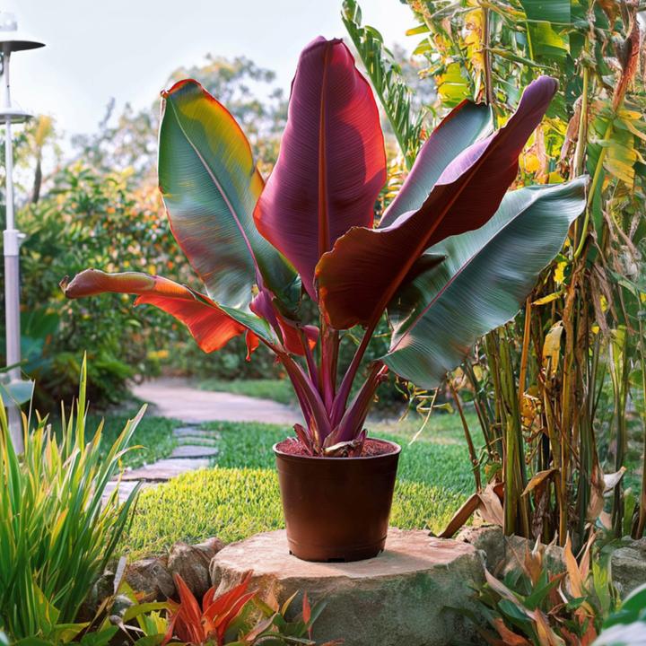 Produktbild Plant in a Box Ensete ventricosum - Bananenpflanzen (55 cm)