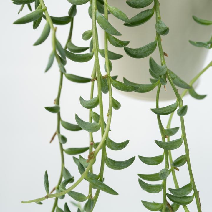 Produktbild Plant in a Box Senecio radicans - Bananasenecio (10 cm)