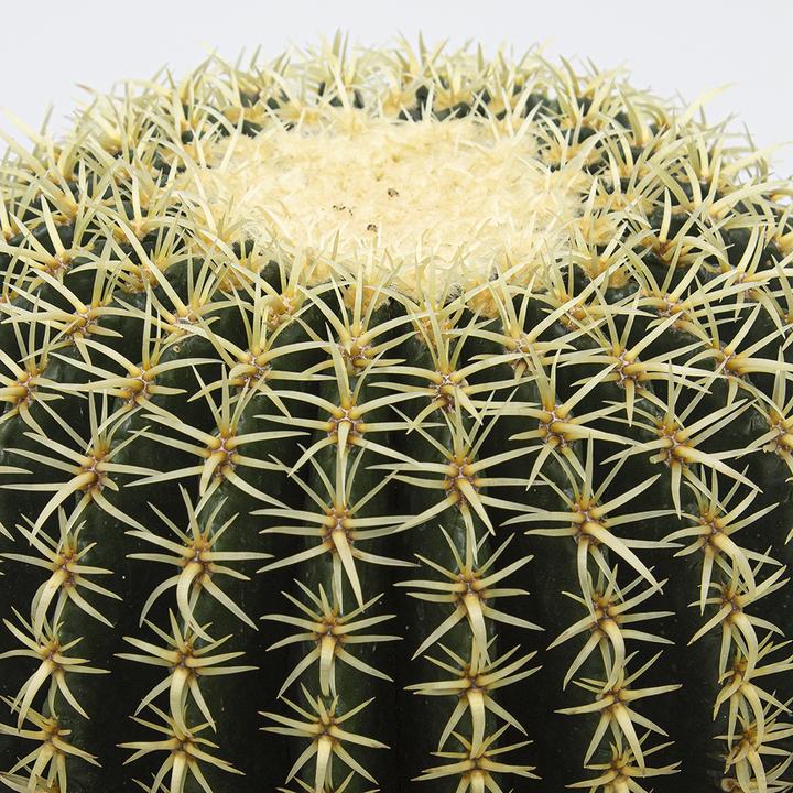 Immagine prodotto Kakteen Gautschi Echinocactus grusonii brevispinus (20 cm)