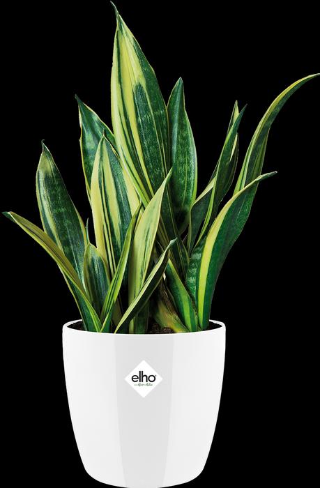 Actual product image Elho Brussels Diamond (14 cm)