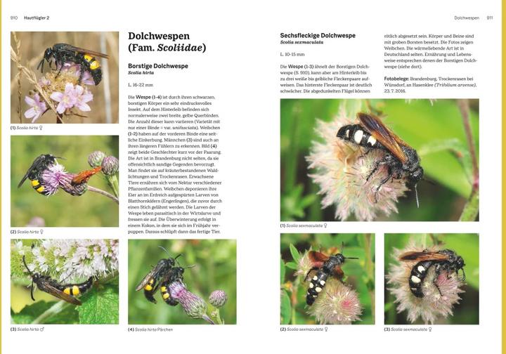 Produktbild Das grosse Handbuch Insekten (Deutsch, Ewald Gerhardt, 2021)