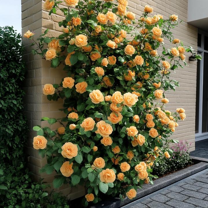 Produktbild Plant in a Box Camellia japonica Brushfield Yellow - 2er Set Japanische Rosen (50 cm)