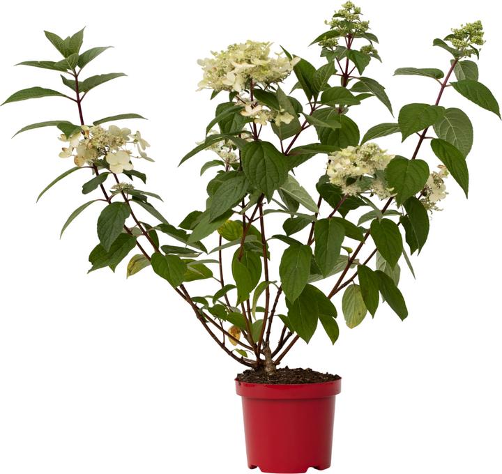 Image du produit Plant in a Box Hydrangea paniculata "Wim's Red" - Hortensia (25 cm)