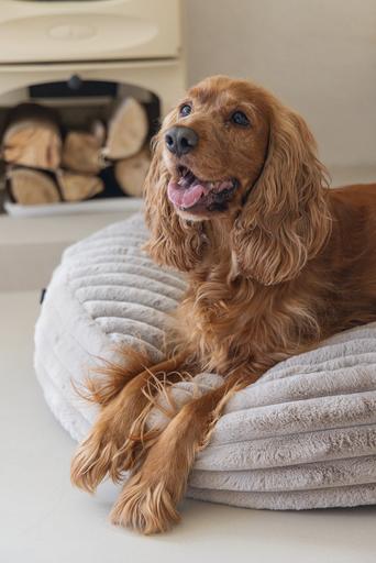 Productafbeelding Designed by Lotte Reza ligkussen (Hond)