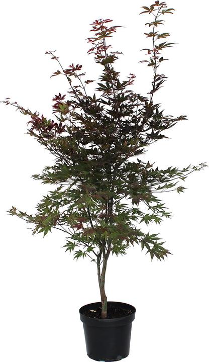 Actual product image Zulauf Japanischer Fächer-Ahorn / Acer palmatum 'Atropurpureum' (80 cm)