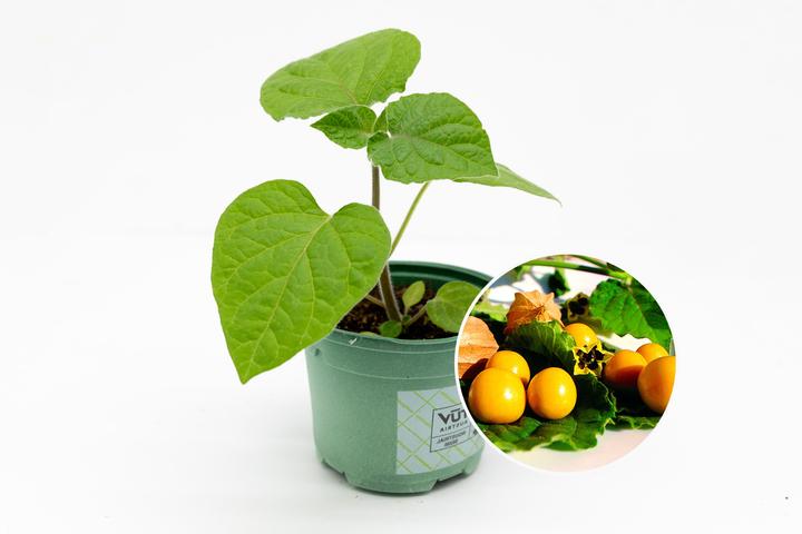 Image du produit Zollinger Bio Plant, Physalis, baie des Andes (100 cm)