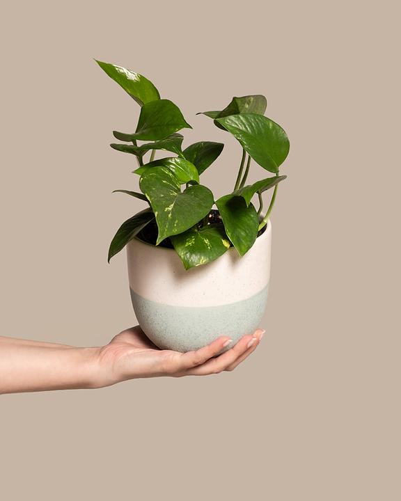 Immagine prodotto feey L'edera (25 cm, Appena rinvasata)