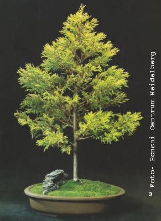 Actual product image Tropica American Golden Cypress (Seedlings)