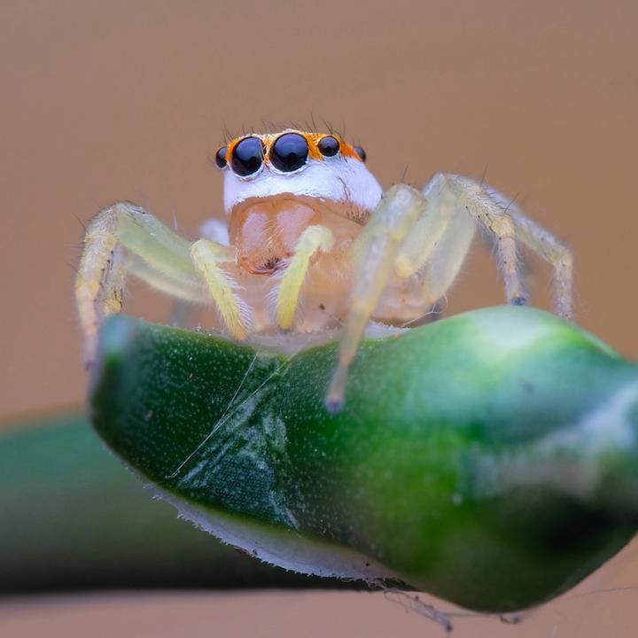Produktbild Venus Optic Laowa 100mm f/2.8 Ultra Macro APO Sony FE (Sony E, Vollformat)