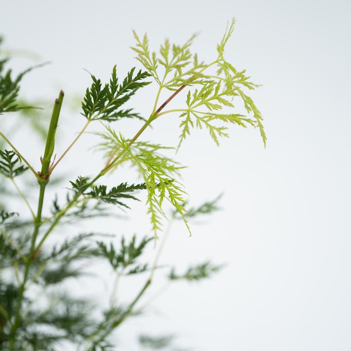 Image du produit Plant in a Box Acer palmatum 'Emerald Lace' - Set de 2 érables (60 cm)
