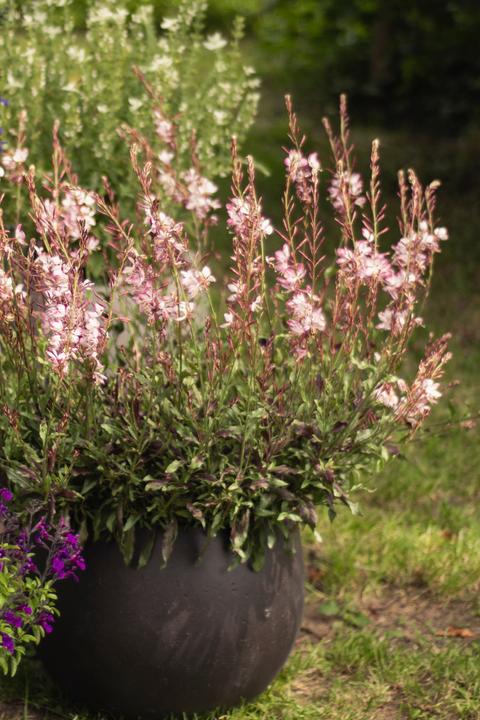 Produktbild Säntispracht Die Prachtkerze, ein Sommerdauerblüher - Gaura lindheimeri 'Rosyjane' (50 cm)