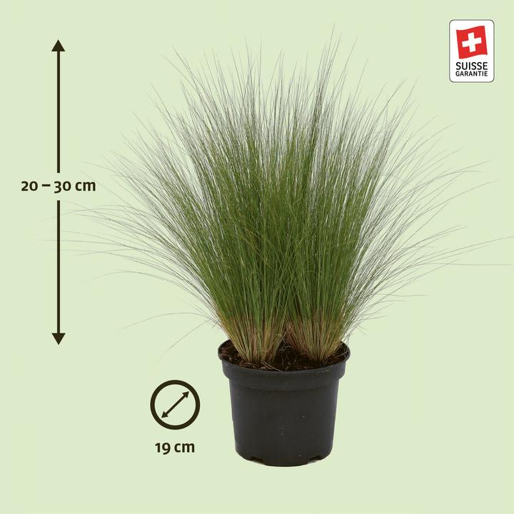 Image du produit Zulauf Stipa tenuissima 'Pony Tails' / Mädchenhaargras 'Pony Tails' (20 cm)