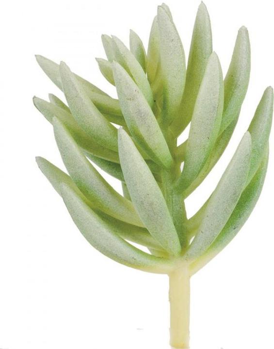 Glorex Pachyphytum compactum (7 cm)