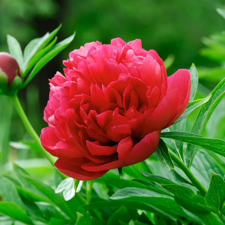 Produktbild Plant in a Box Paeonia officinalis 'Sarah Bernhardt', 'Rubra Plena', 'Duchesse de Nemours' - 6er Set Pfingstrose