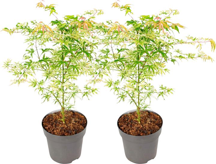 Produktbild Plant in a Box Acer palmatum 'Orange Dream' - 2er Set Ahornbäume (60 cm)