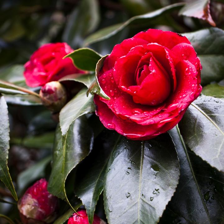 Image du produit Plant in a Box Camellia japonica Lady Campbell - Rose du Japon (50 cm)