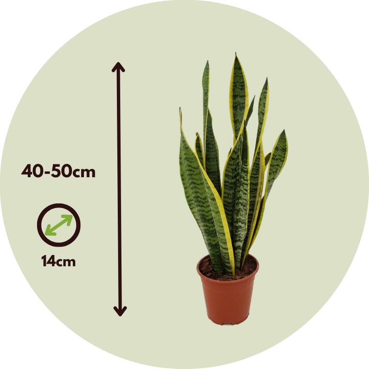 Immagine prodotto Plant in a Box Sansevieria trifasciata Laurentii - canapa a fiocco (40 cm)